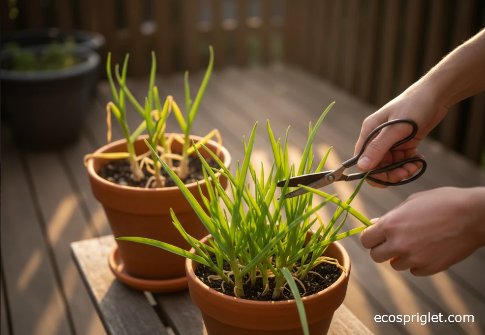 Scissors cutting fresh garlic greens from a terracotta pot on a terrace table.