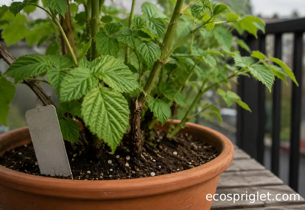 A young raspberry cane with healthy leaves sits in a terracotta pot on a terrace table.