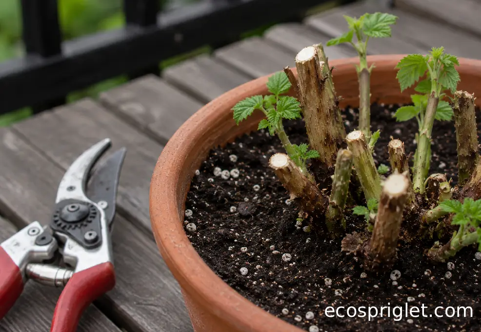 Clean pruning shears rest beside freshly cut raspberry canes in a terracotta container.