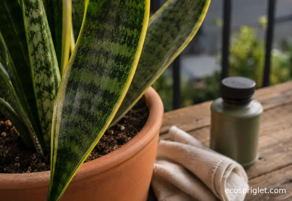 A snake plant leaf being cleaned with a soft cloth beside a small bottle of diluted houseplant fertilizer.