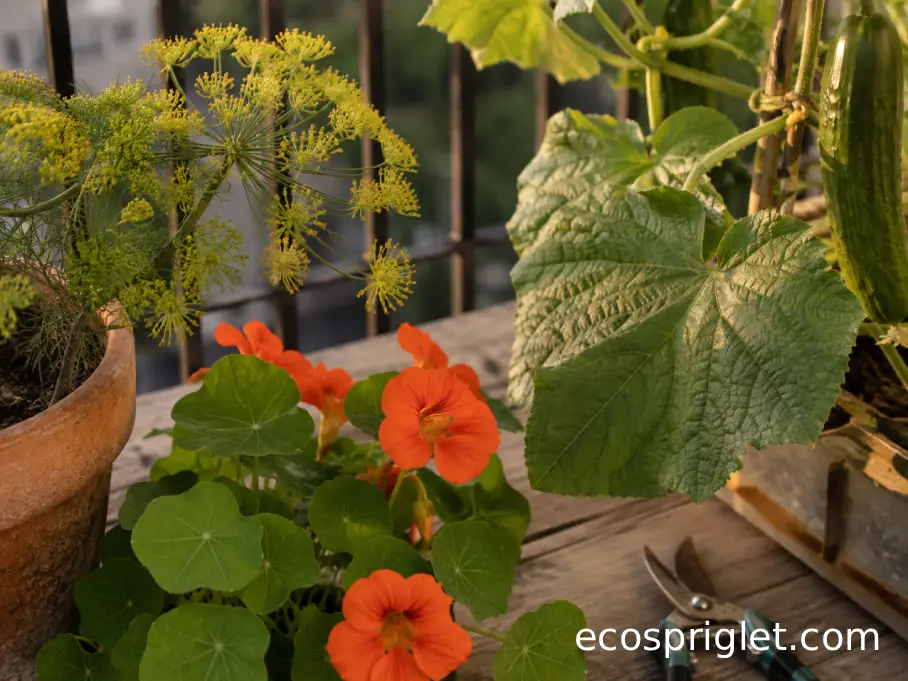 Flowering dill and nasturtium beside a trellised cucumber in terracotta balcony pots.