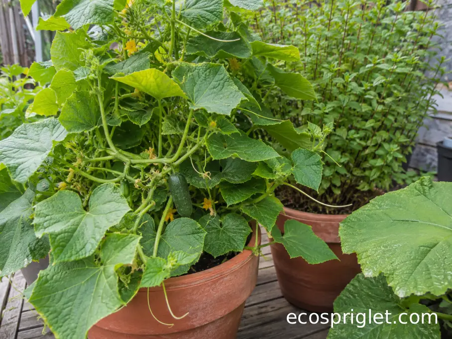 Crowded cucumber planter beside vigorous mint and squash foliage showing poor small-space companions.