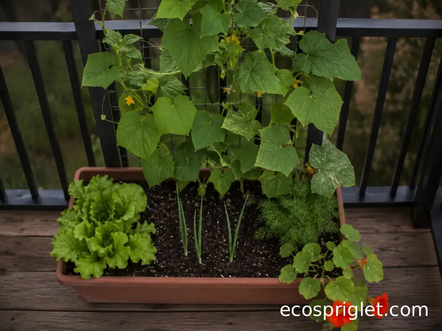 One cucumber trellis with lettuce, scallions, dill, and trailing nasturtium arranged in a balcony planter.