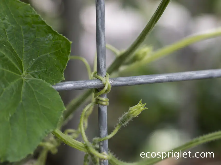 Young cucumber tendrils curling naturally around galvanized trellis mesh.