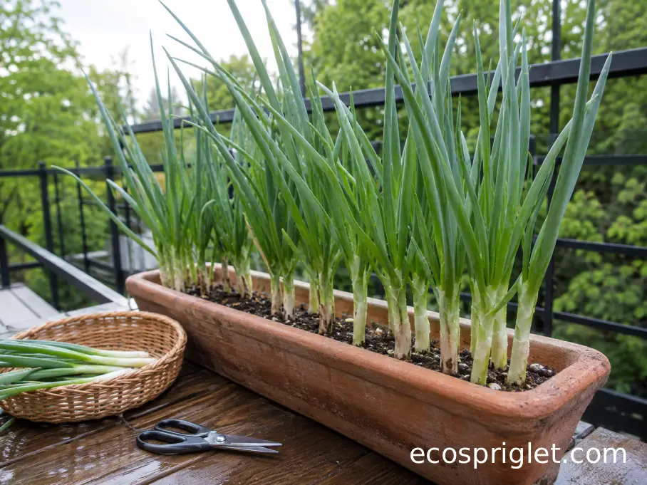 Fresh green onions ready for harvest in a narrow terracotta balcony planter.