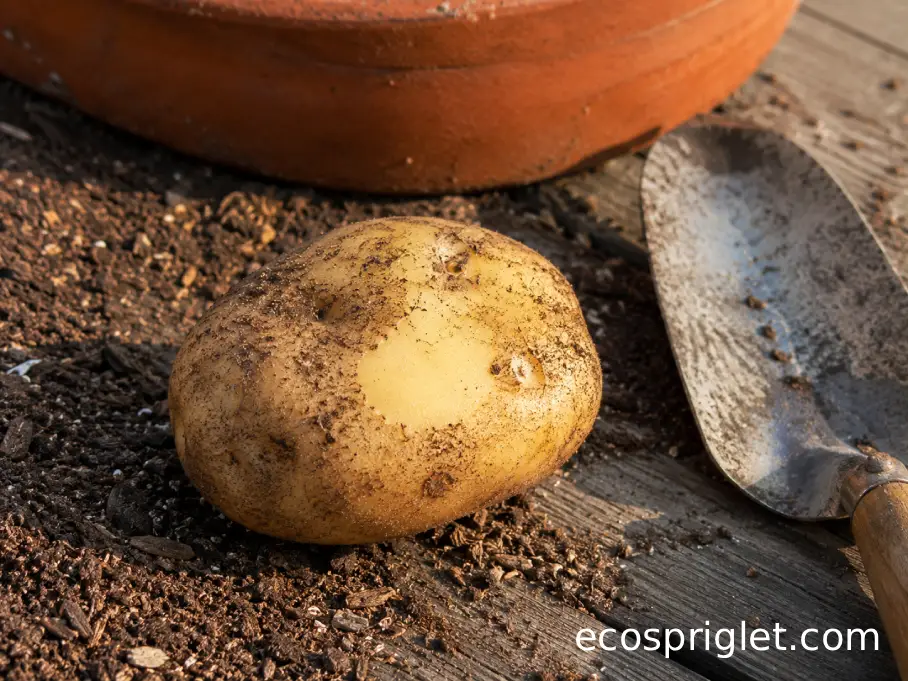 A mature potato beside dry potting soil with firm skin intact after a gentle rub test.