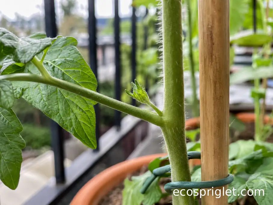 Small tomato sucker emerging from the joint between the main stem and a leaf branch.