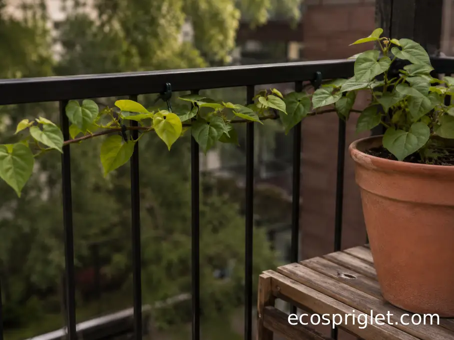 Sweet potato vines neatly redirected along a matte black balcony railing beside one large pot.