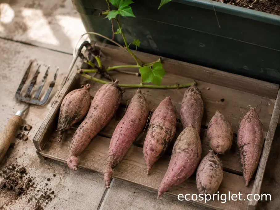 Freshly harvested sweet potatoes resting in a single layer beside their container on a terrace.