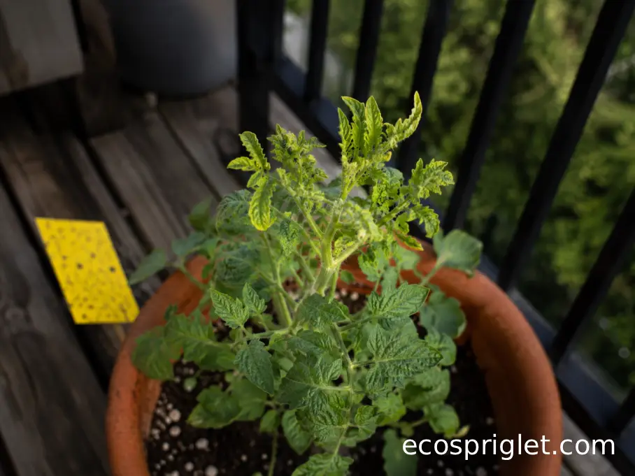 Stunted balcony tomato with small yellow upward-curled leaves caused by suspected TYLCV.
