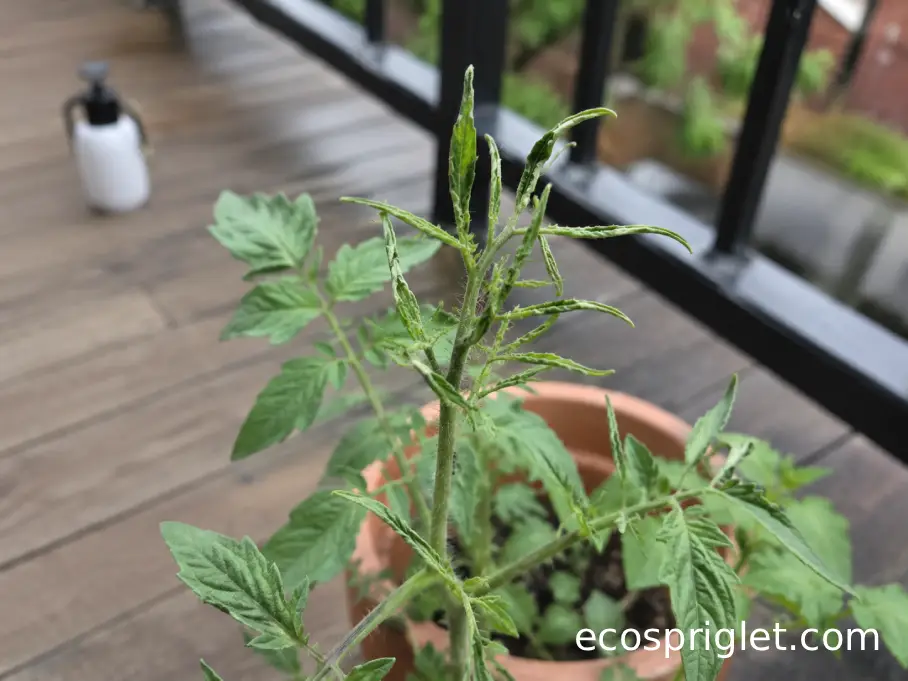 Tomato plant with narrow twisted new leaves suggesting herbicide injury on an apartment terrace.