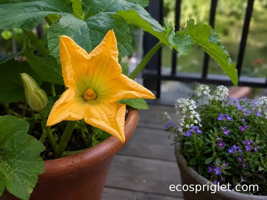 Open zucchini blossoms beside a small pot of pollinator-friendly flowers on a balcony.