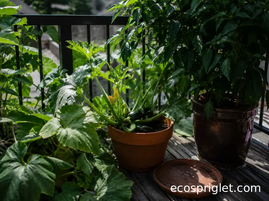 Crowded zucchini container shaded by neighboring plants on a small balcony.